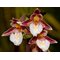 Дремлик болотный / Epipactis palustris, Garden Orchid